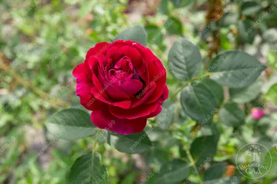Английские розы Вильям Шекспир, Мери Роуз и Манстед Вуд в моём саду. Начало  цветения. - YouTube