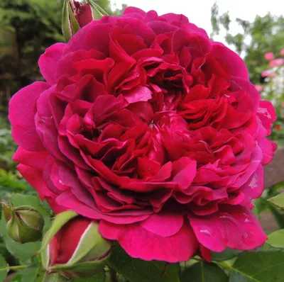 Саженцы розы английской Вильям Шекспир купить в Москве в питомнике,  растения по цене от 500 руб.