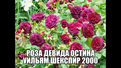 Купить Роза английская « Вильям Шекспир (Whiliam Shakespeare)». Саженцы в  Москве и области по низкой цене