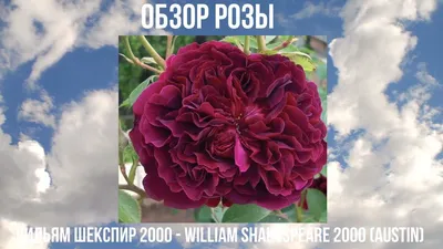 Розы и Сад. Английская кустовая Вильям Шекспир W.S. 2000, William  Shakespeare 2000, фото каталог 2011 от Усынин Р.А.