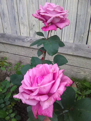 Купить Роза плетистая Виолет Парфюм саженцы почтой в интернет-магазине  Эко-сад24.рф | Фото, описание сорта, цена и характеристики