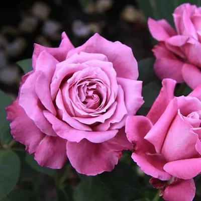 Роза Виолет Парфюм (Violette Parfumee) купить в Нур-Султане, доставка  почтой по Казахстану, недорого в интернет-магазине, цены