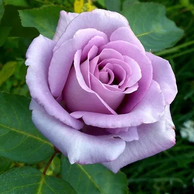Роза чайно-гибридная сорт \"Виолет Парфум\" сиреневая