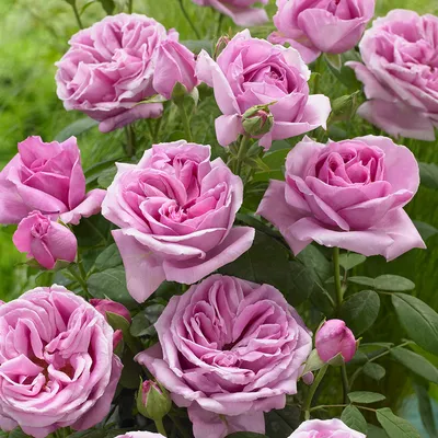 Купить саженцы плетистых роз Виолетт Парфюм в Беларуси из питомника  растений - доставка почтой по стране