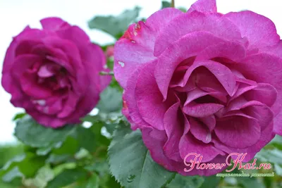 Rose Violet Perfume | Mirror Garden Offers