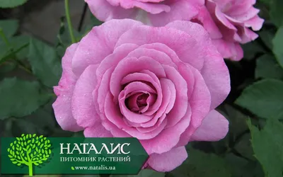Роза чайно-гибридная Виолет Парфюм (Violette Parfume) купить 〛по выгодной  цене в Киеве и Украине | Фото | Отзывы