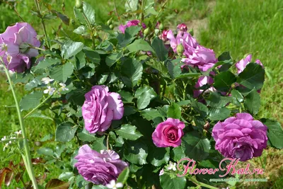 Роза плетистая 'Violette Parfume' (Виолет Парфум) - купить в питомнике  растений НАТАЛИС