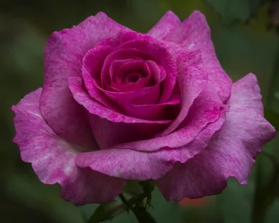 Victoria's Secret Rose Violet Eau de Parfum perfume spray for Woman  3.4oz/100ml | eBay