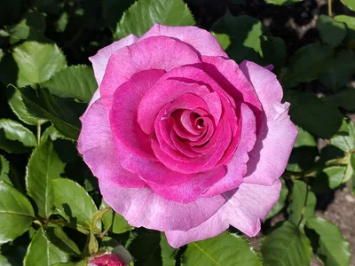 Victoria's Secret Rose Violet Eau De Parfum Perfume 3.4oz for sale online |  eBay