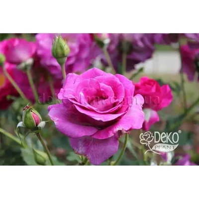 Роза чайно-гибридная 'Violette Parfume' (Виолет Парфум) - купить в  питомнике растений НАТАЛИС