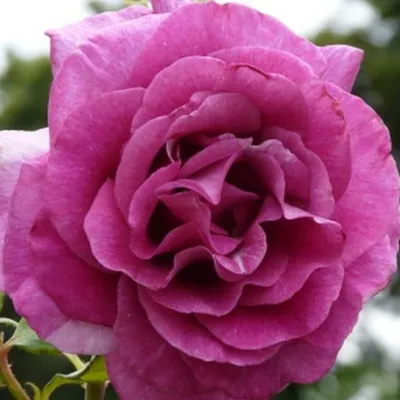 Violet Rose 4 Piece Gift Set for Women - Eau de Parfum, 200 ml : Amazon.ae:  Beauty