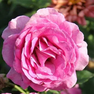 Роза Виолет парфюм
