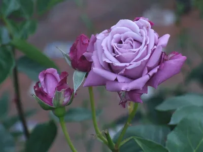 Роза плетистая Виолет Парфюм + Казино желтая в подарок