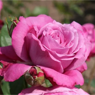 Посадка розы Виолет Парфюм в своем саду | VseOlady.ru | Дзен