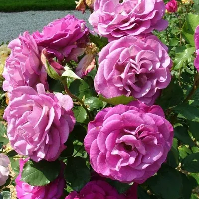 🌱 Роза Чайно-гибридная Violette Parfumee по цене от руб: - купить в Москве  с доставкой - интернет-магазин Все Сорта