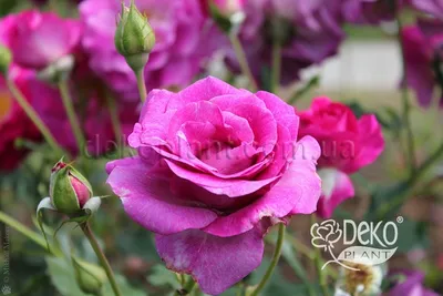 Роза Violette Parfume (Виолет Парфюм) - Чайно-гибридные - Саженцы роз,  ягодных, фруктовых и декоративных культур - Dekoplant