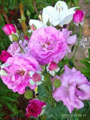 Oriflame Volare Eau de Parfum - Floral - Rose - Violet Scent - For Her |  eBay
