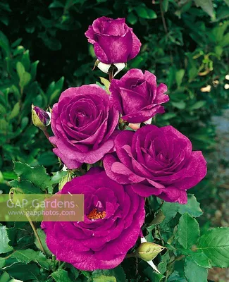 Rosa Violette Parfum... stock photo by Nova Photo Graphik, Image: 0906063