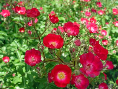 Hybrid tea rose `Vivaldi stock photo. Image of light - 119414580