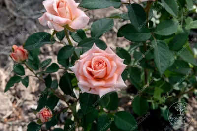 File:Rose Vivaldi ヴィヴァルディ (5008221062).jpg - Wikimedia Commons