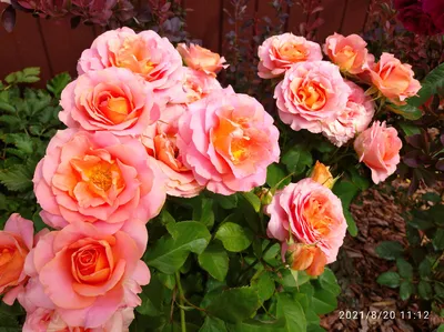Каталог :: Розы :: Флорибунда :: Вивьен Вествуд ( Vivienne Westwood )