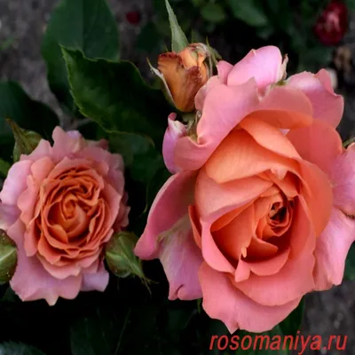 Саженцы розы флорибунда Вивьен Вествуд (Vivienne Westwood) купить в Москве  по цене от 1 800 до 3060 руб. - питомник растений Элитный Сад
