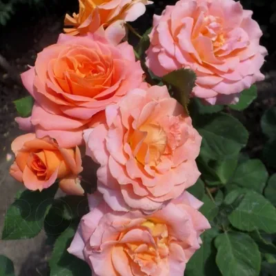Вивьен Вествуд (Vivienne Westwood) - Розы Флорибунда - Розы - Каталог