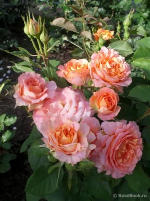 Vivienne Westwood | Розы, Цветок, Садовые идеи