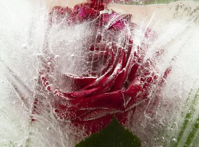 Роза во льду фото фотографии