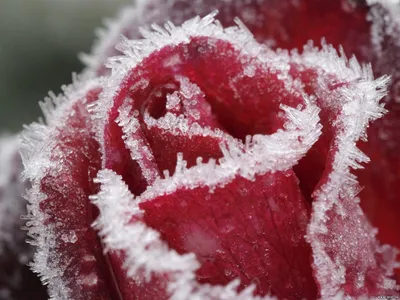Роза во льду стоковое изображение. изображение насчитывающей льдед -  163197913