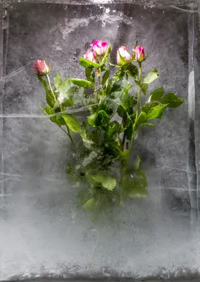 Цветы во льду - 68 фото