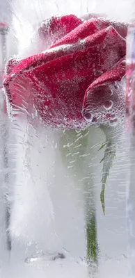 Фотографии льда роза Цветы