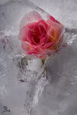розы во льду