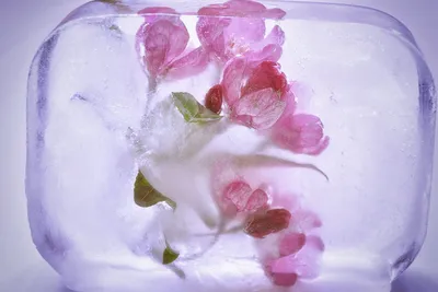 Красная роза на льду, сложенные :: Стоковая фотография :: Pixel-Shot Studio