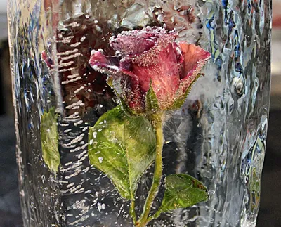 Роза во льду на фоне льда» — создано в Шедевруме