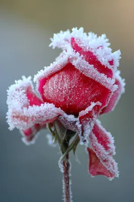 Красная роза замороженными во льду Стоковое Изображение - изображение  насчитывающей художничества, влюбленность: 212124641