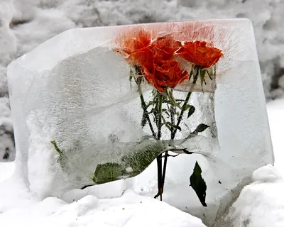 Роза во льду» — создано в Шедевруме