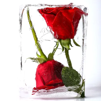 Роза во льду - красивые фото