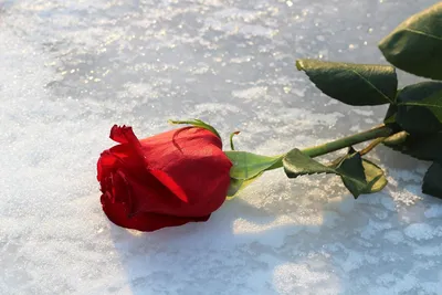 Своими руками} Розы во льду | Pastel White