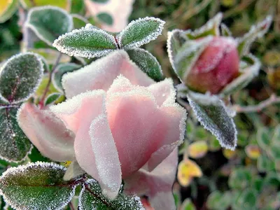 Голубая Роза На Льду Озеро Зима - Бесплатное фото на Pixabay - Pixabay