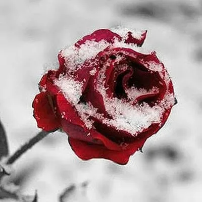 Цветы во льду - романтический подарок для женщин! | Цветы, Красные розы,  Флористика