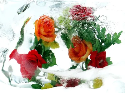 Розы в акриловой коробке \"Розы на льду\" | Цветы