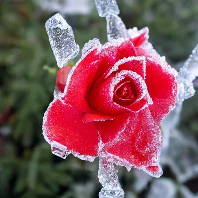 Роза во льду — Фото №46895
