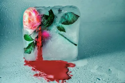 Пазл «Розы во льду» из 165 элементов | Собрать онлайн пазл №276404