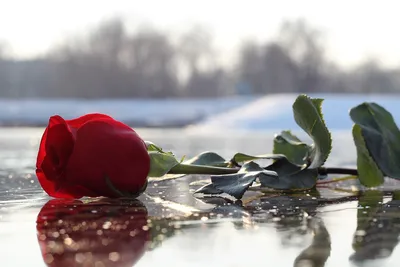 Красная Роза На Льду Замерзшее - Бесплатное фото на Pixabay - Pixabay