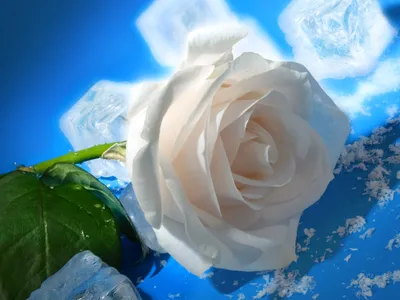 Пазл «Розы во льду» из 252 элементов | Собрать онлайн пазл №273147