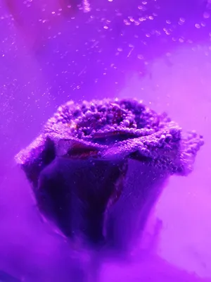 Роза во льду» — создано в Шедевруме