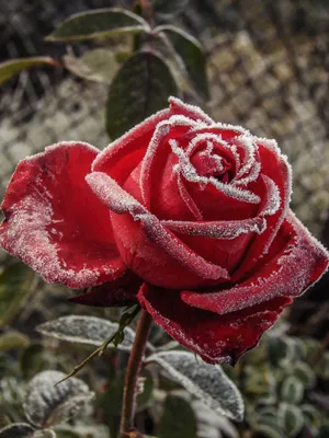 Роза во льду | udivi