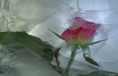 Модульная картина роза во льду – ART-VEK