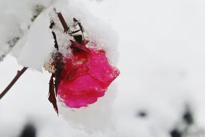 Красная роза во льду. Розовый цветок в первом заморозке Стоковое  Изображение - изображение насчитывающей замораживание, день: 190203883